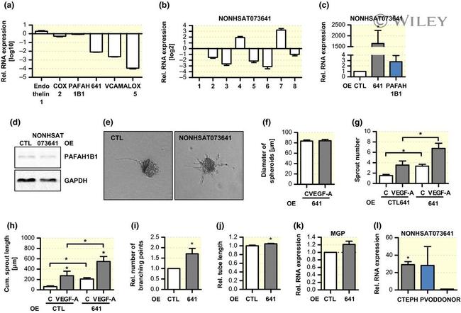 GAPDH Antibody in Western Blot (WB)