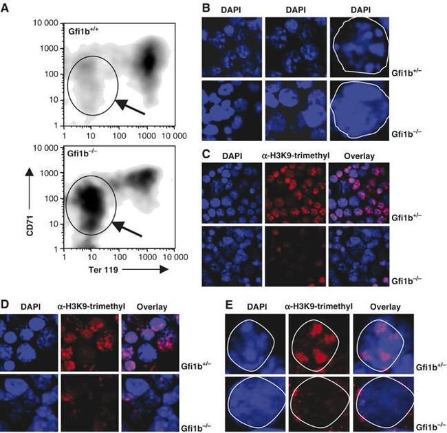 TER-119 Antibody in Flow Cytometry (Flow)