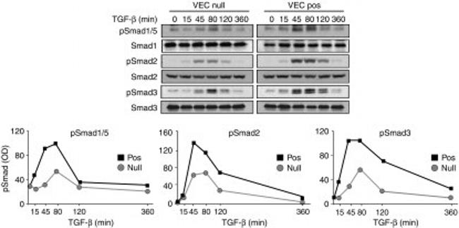 SMAD3 Antibody in Western Blot (WB)