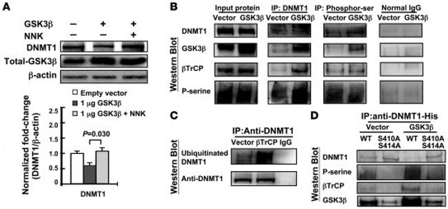 BTRC Antibody in Western Blot (WB)