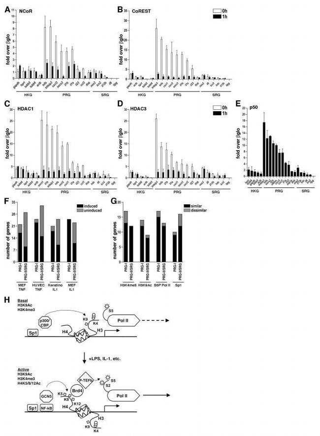 NCoR1 Antibody in ChIP Assay (ChIP)