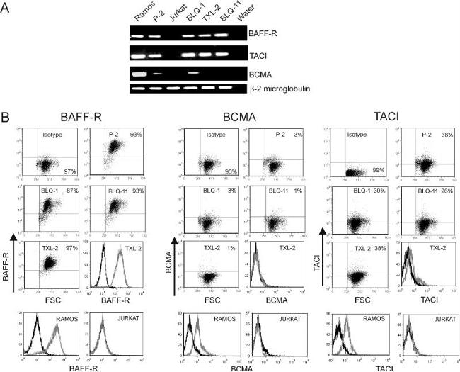 CD268 (BAFF Receptor) Antibody in Flow Cytometry (Flow)