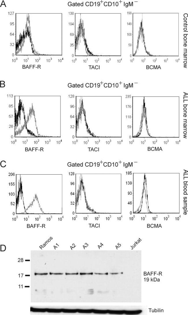 CD268 (BAFF Receptor) Antibody in Western Blot (WB)