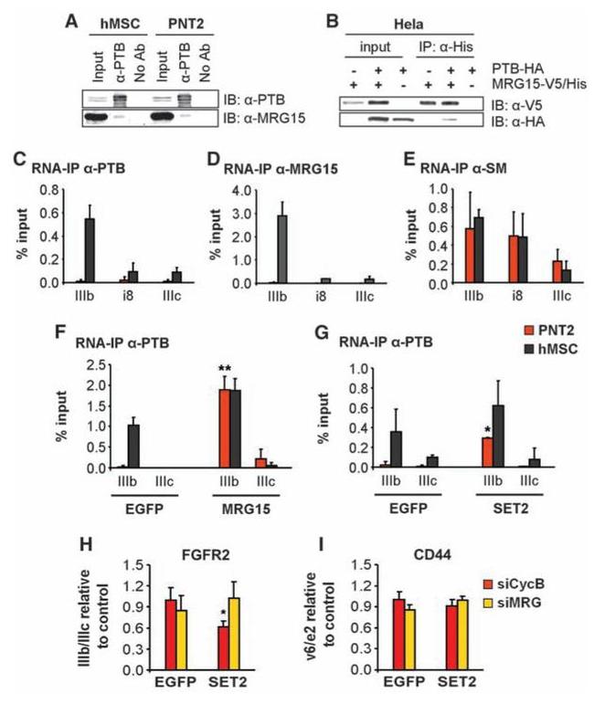 PTBP1 Antibody in Immunoprecipitation (IP)