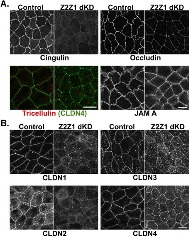 Claudin 3 Antibody in Immunocytochemistry (ICC/IF)