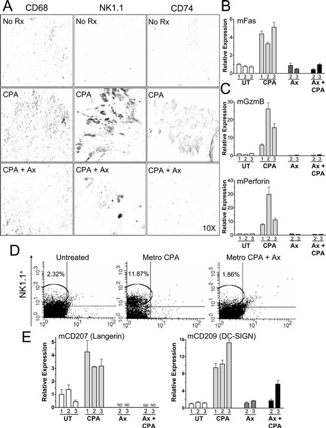 NK1.1 Antibody in Flow Cytometry (Flow)