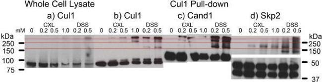 Cullin 1 Antibody in Western Blot (WB)