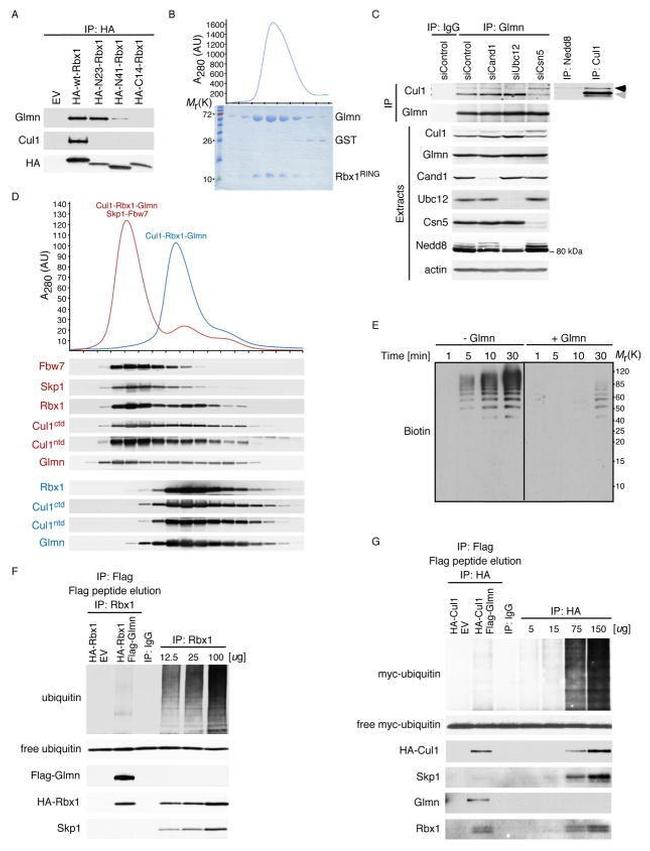 Cullin 1 Antibody in Western Blot (WB)