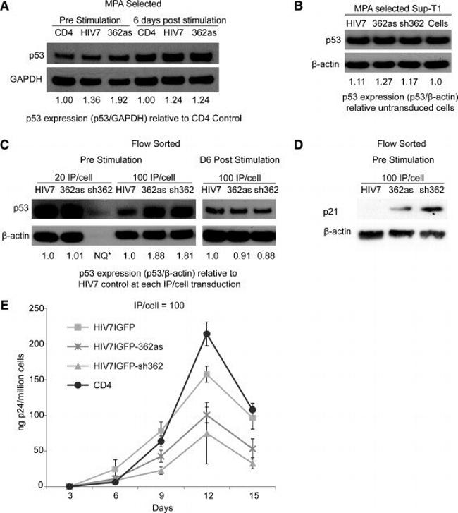 CD4 Antibody in Flow Cytometry (Flow)