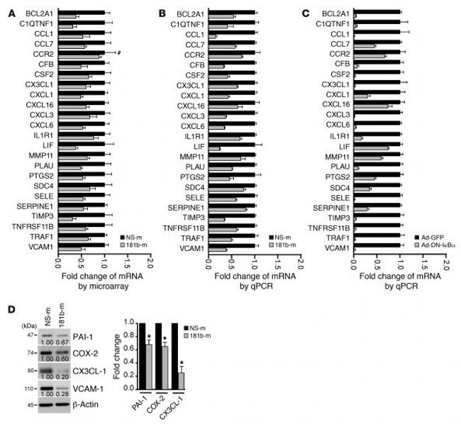 CX3CL1 (Fractalkine) Antibody in Western Blot (WB)