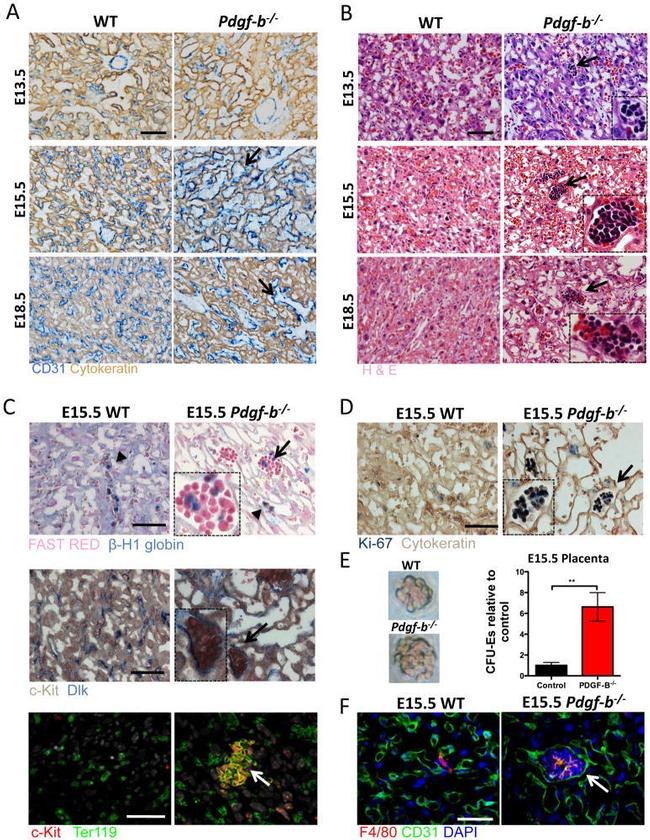 TER-119 Antibody in Immunocytochemistry, Immunohistochemistry (ICC/IF, IHC)