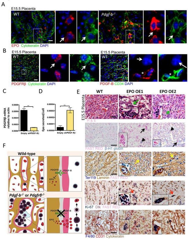 TER-119 Antibody in Immunohistochemistry (IHC)