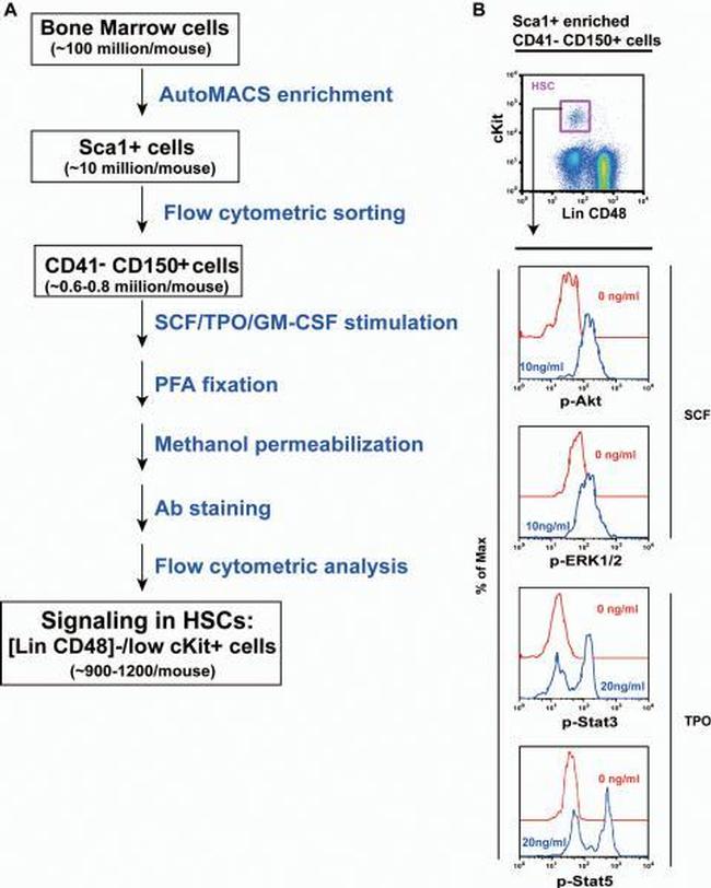 CD41a Antibody in Flow Cytometry (Flow)