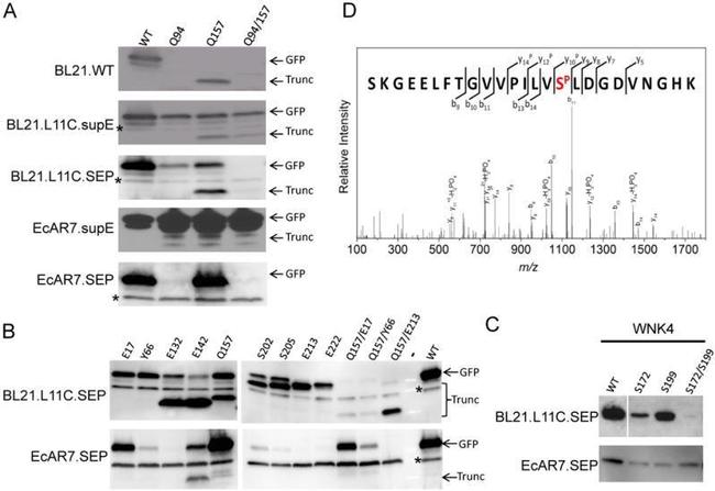 GFP Antibody in Western Blot (WB)