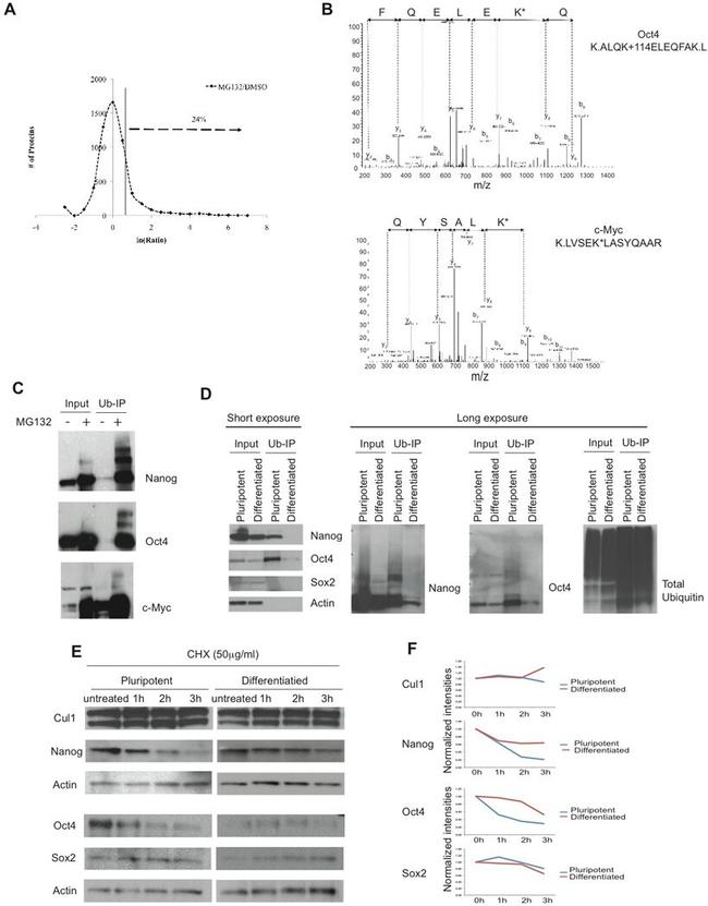 Cullin 1 Antibody in Western Blot (WB)