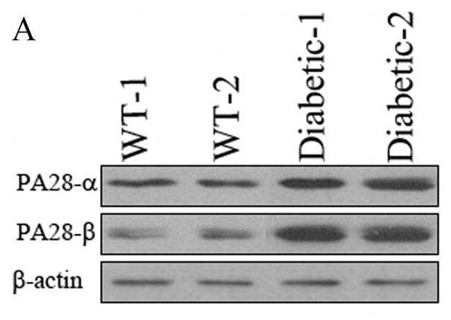 beta Actin Antibody in Western Blot (WB)