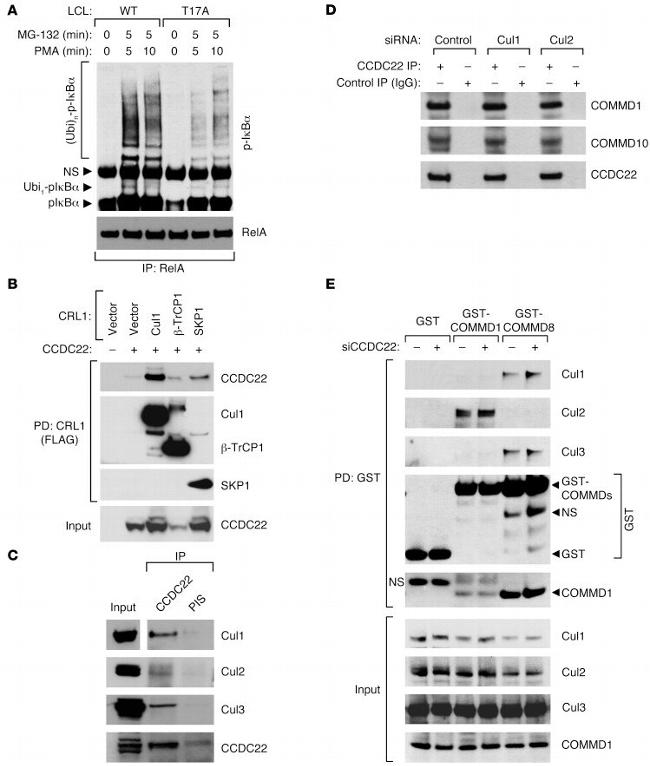 Cullin 2 Antibody in Western Blot (WB)