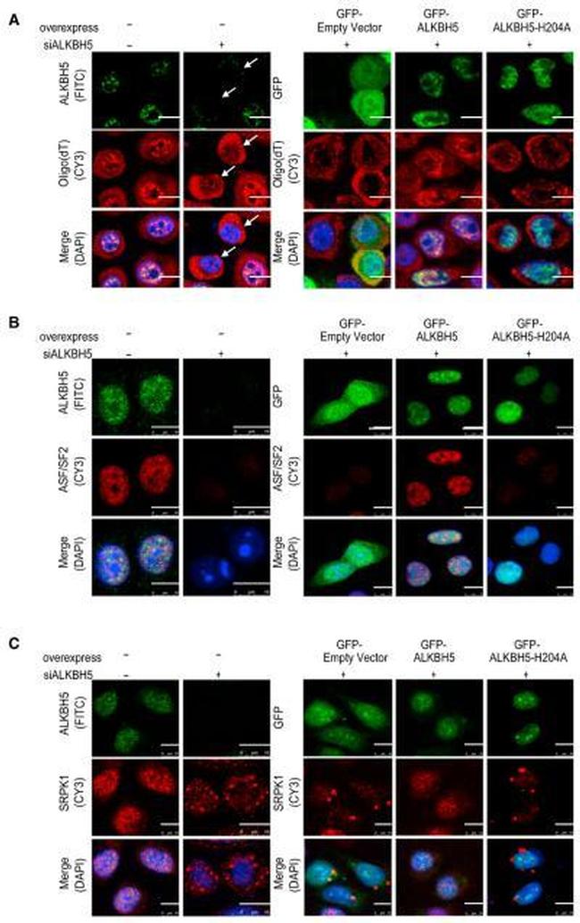 SRSF1 Antibody in Immunocytochemistry (ICC/IF)