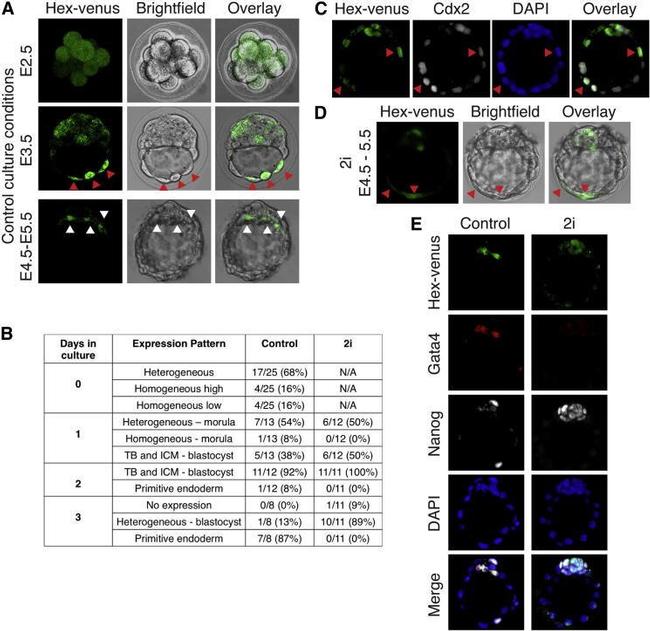 Nanog Antibody in Immunocytochemistry (ICC/IF)