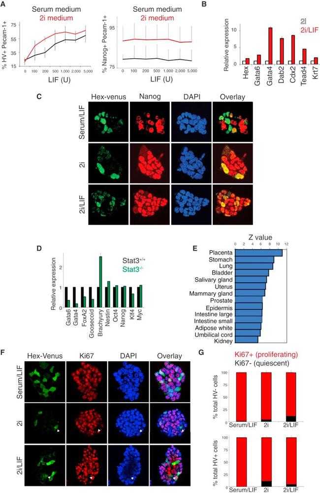 Nanog Antibody in Immunocytochemistry (ICC/IF)