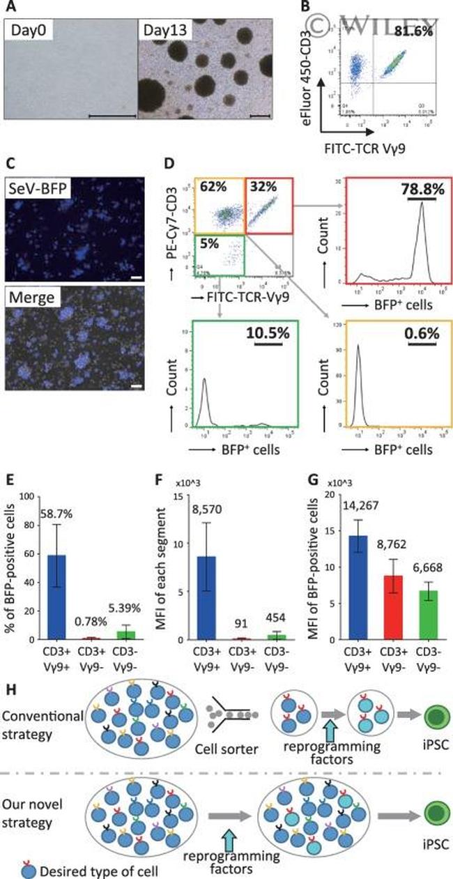 CD3 Antibody in Flow Cytometry (Flow)