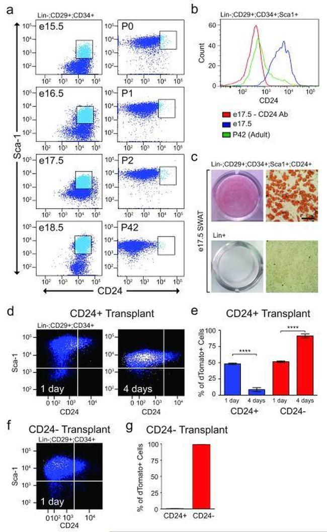 CD24 Antibody in Flow Cytometry (Flow)