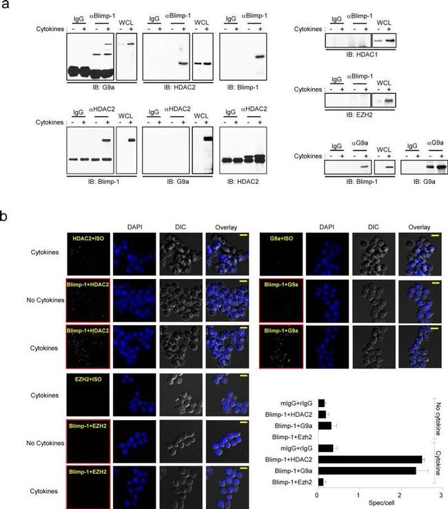 HDAC2 Antibody in Immunoprecipitation (IP)