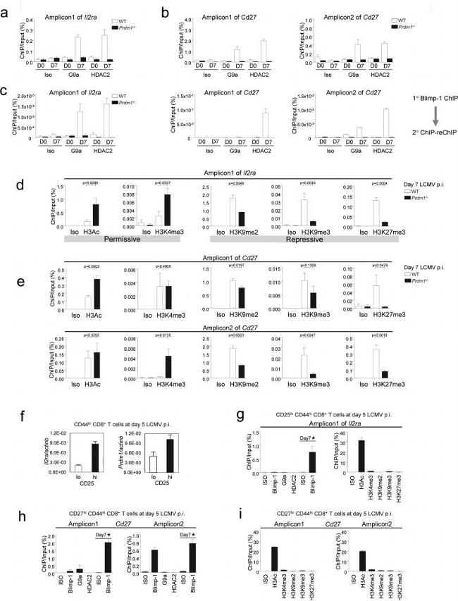 HDAC2 Antibody in ChIP Assay (ChIP)