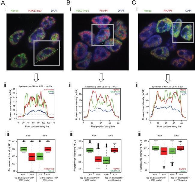 Nanog Antibody in Immunocytochemistry (ICC/IF)