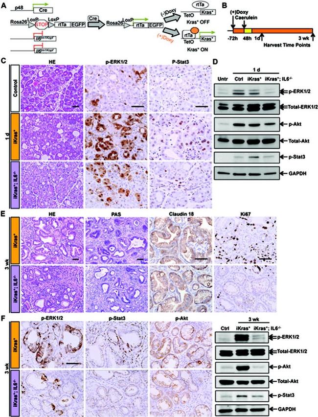 Claudin 18 Antibody in Immunohistochemistry (IHC)