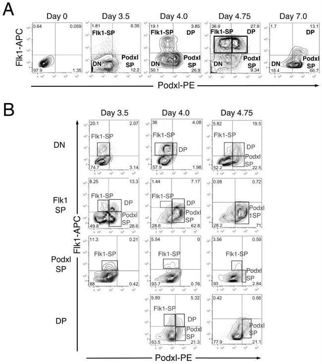 CD309 (FLK1) Antibody in Flow Cytometry (Flow)