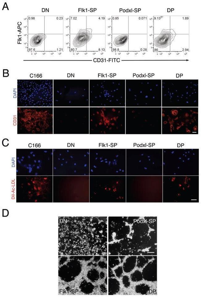 CD309 (FLK1) Antibody in Flow Cytometry (Flow)