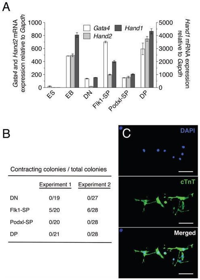 CD309 (FLK1) Antibody in Flow Cytometry (Flow)