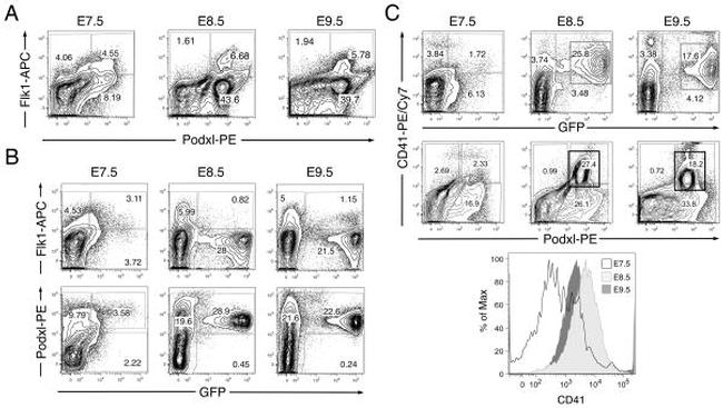 CD309 (FLK1) Antibody in Flow Cytometry (Flow)