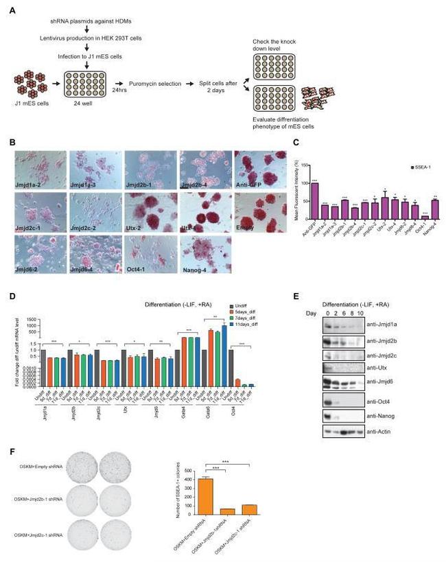 SSEA1 Antibody in Flow Cytometry (Flow)