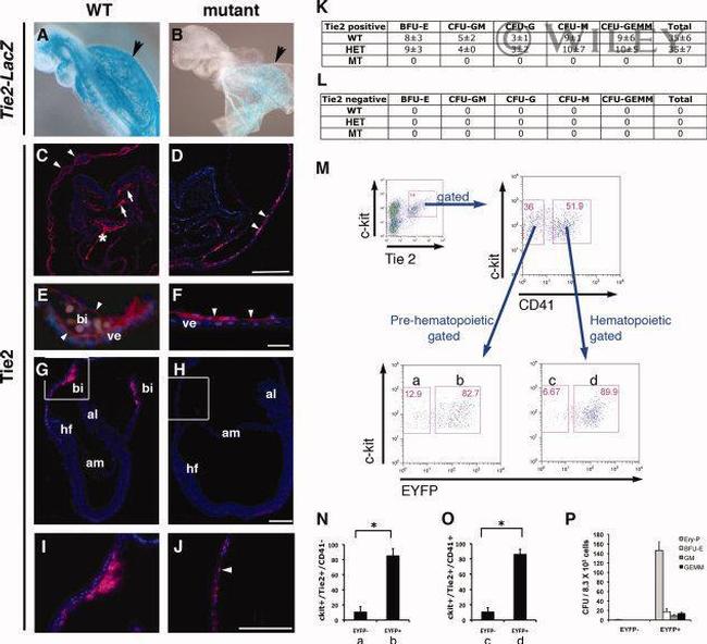 CD41a Antibody in Flow Cytometry (Flow)