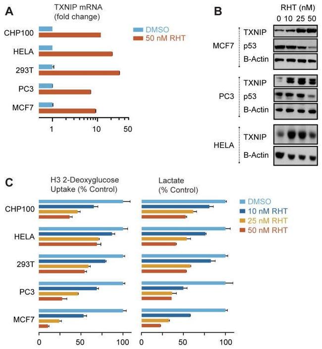 TXNIP Antibody in Western Blot (WB)