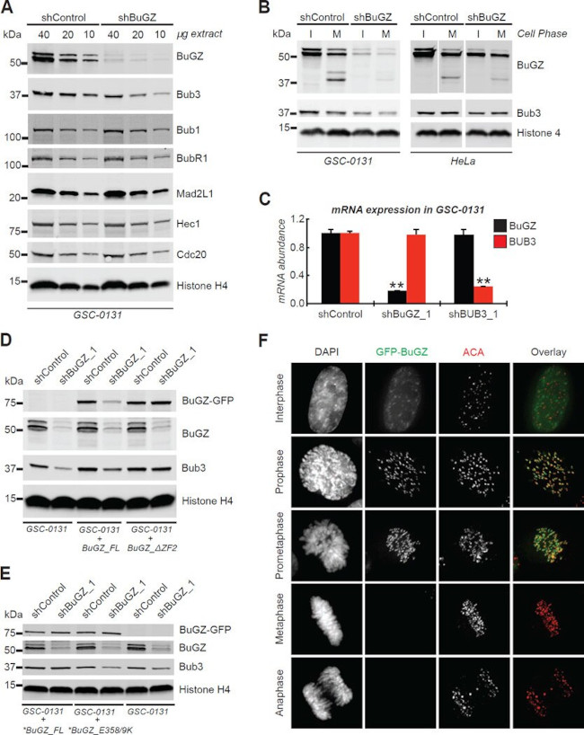 ZNF207 Antibody in Western Blot (WB)