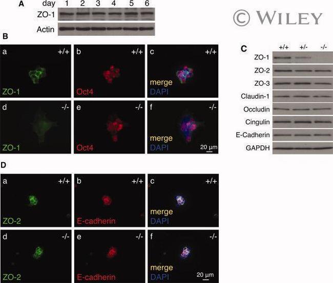 E-Cadherin Antibody in Western Blot (WB)