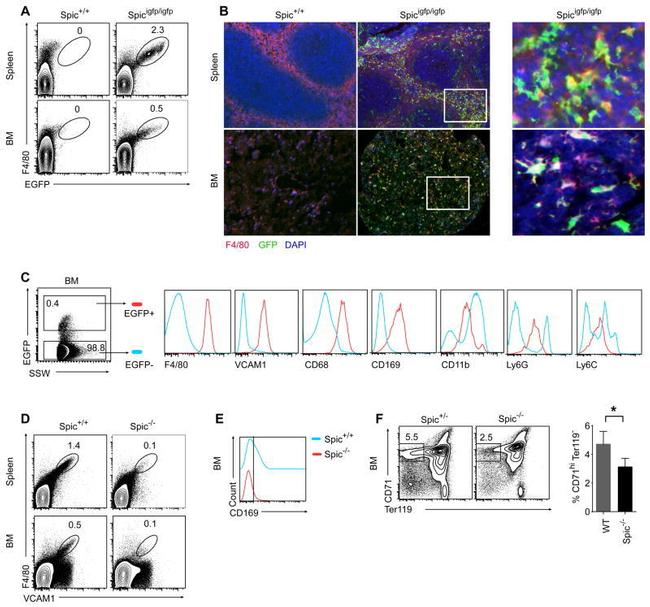 TER-119 Antibody in Flow Cytometry (Flow)