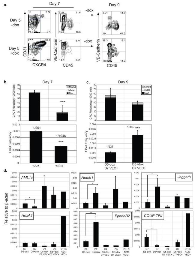 CD31 (PECAM-1) Antibody in Flow Cytometry (Flow)