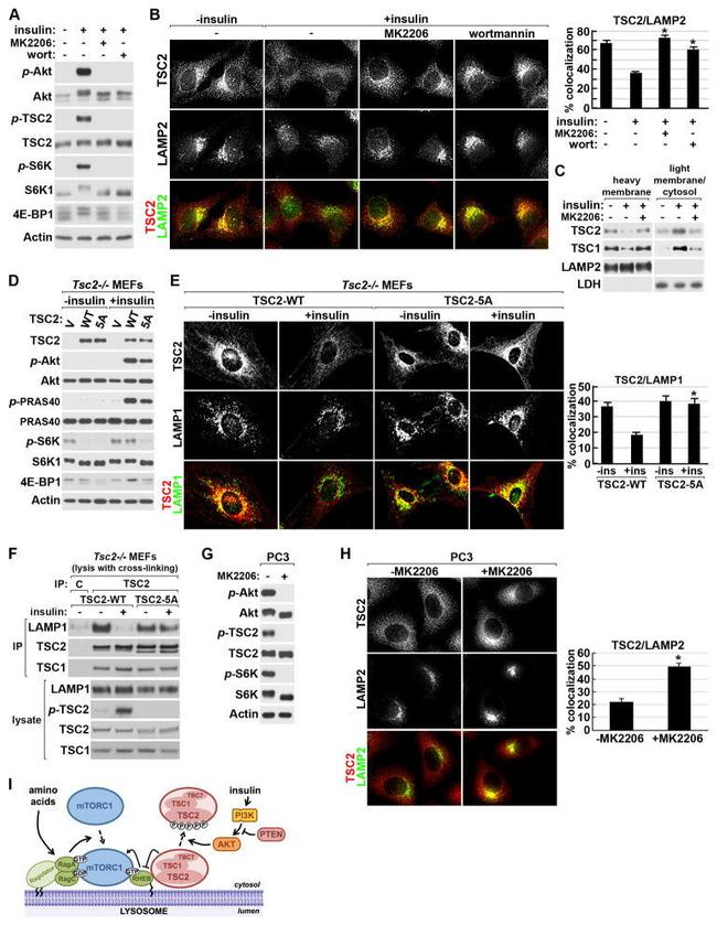 TSC2 Antibody in Immunoprecipitation (IP)