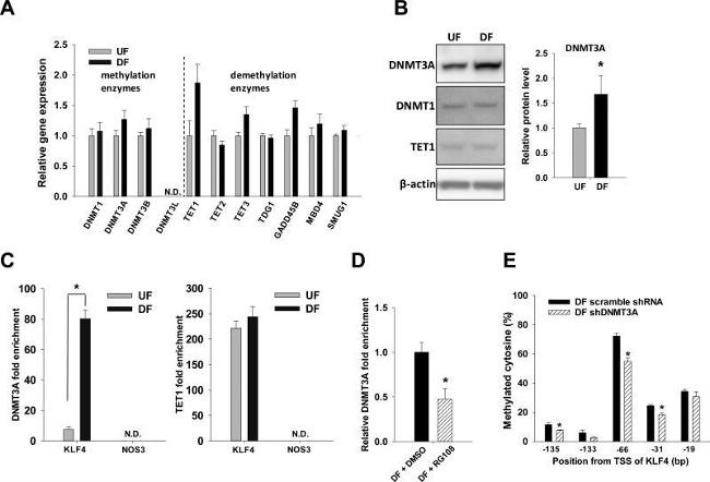 TET1 Antibody in ChIP Assay (ChIP)