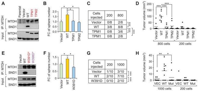 Metadherin Antibody in Western Blot, Immunoprecipitation (WB, IP)