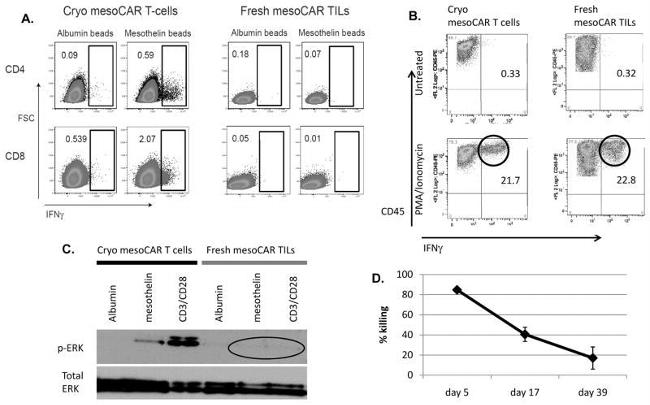 IFN gamma Antibody in Flow Cytometry (Flow)