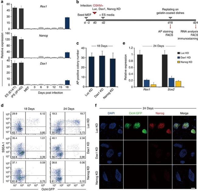 SSEA1 Antibody in Flow Cytometry (Flow)