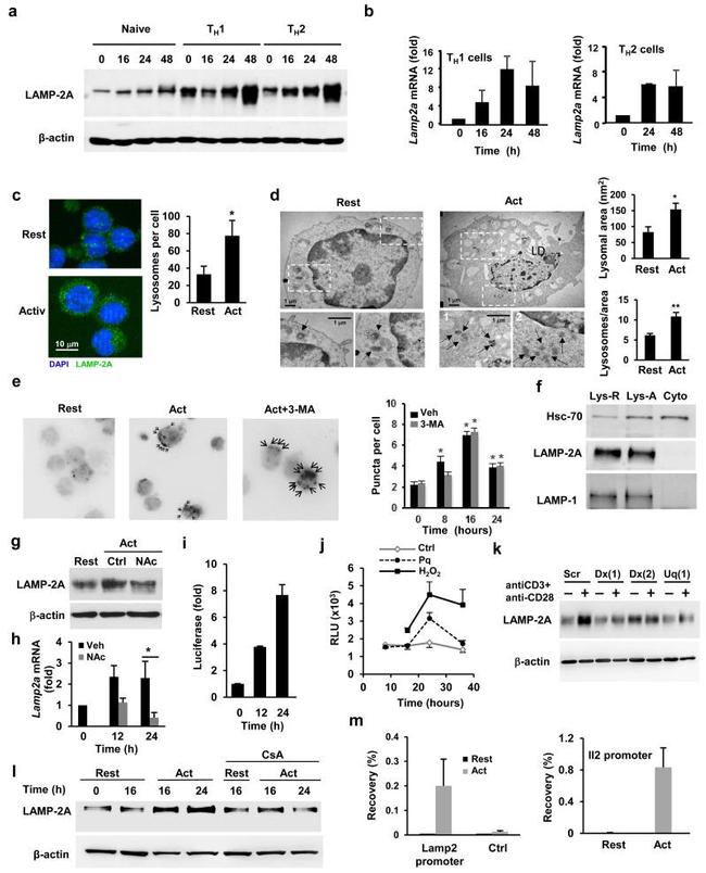 LAMP-2A Antibody in Immunocytochemistry (ICC/IF)