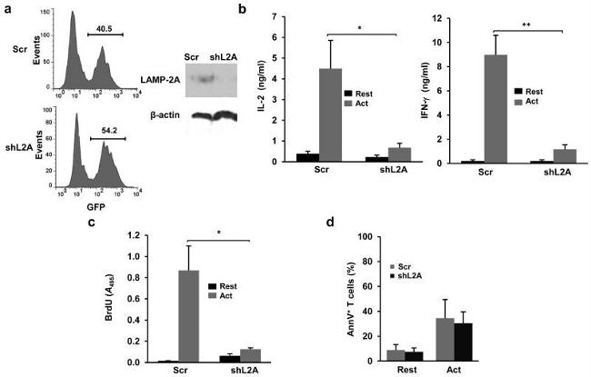 LAMP-2A Antibody in Western Blot (WB)