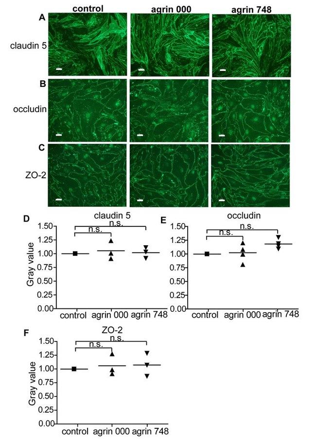 ZO-2 Antibody in Immunocytochemistry (ICC/IF)