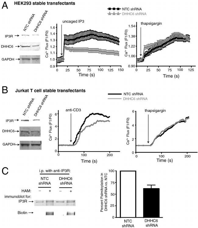 IP3 Receptor 1 Antibody in Immunoprecipitation (IP)